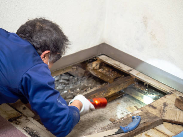 Best Black Mold Remediation in Verona, VA