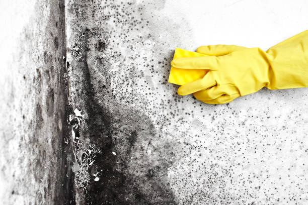 Best Mold Testing and Inspection Services in Verona, VA