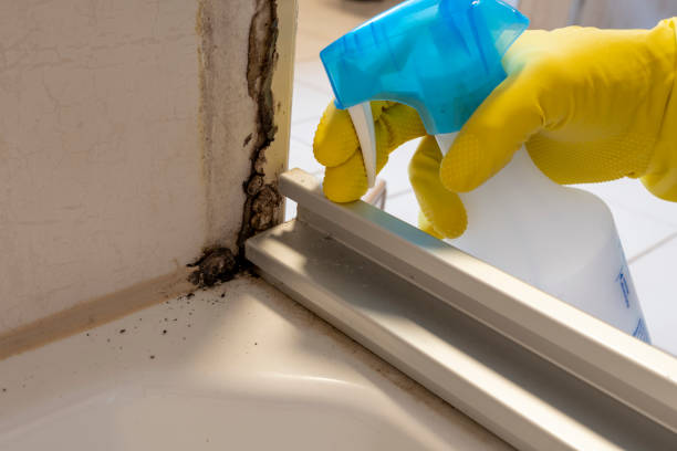 Best Health and Safety Mold Remediation in Verona, VA