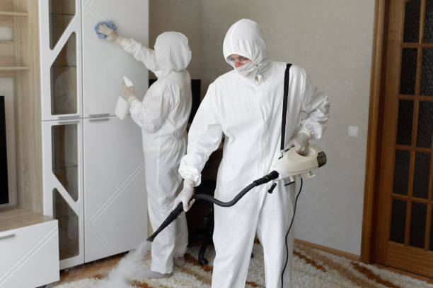 Best Basement Mold Remediation in Verona, VA