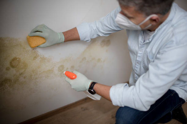Best Emergency Mold Remediation in Verona, VA