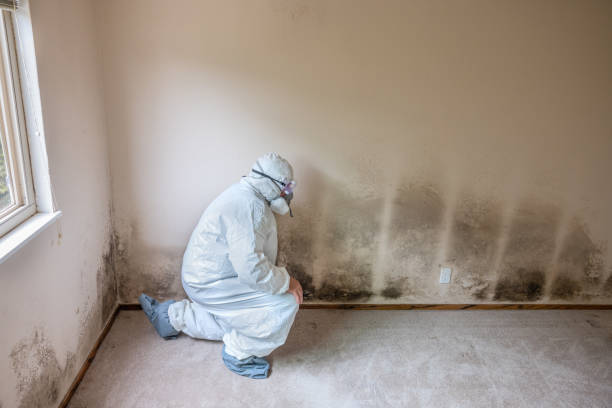 Best Insurance-Related Mold Remediation in Verona, VA