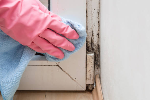 Trusted Verona, VA Mold Remediation Experts